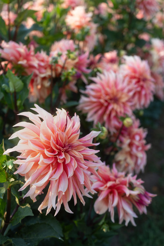 Labyrinth Dahlia Tuber