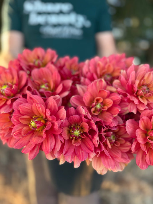 A close-up of a cluster of blooming dahlia flowers in shades of pink, coral, and red-orange, held in front of a blurred person wearing a dark green t-shirt.