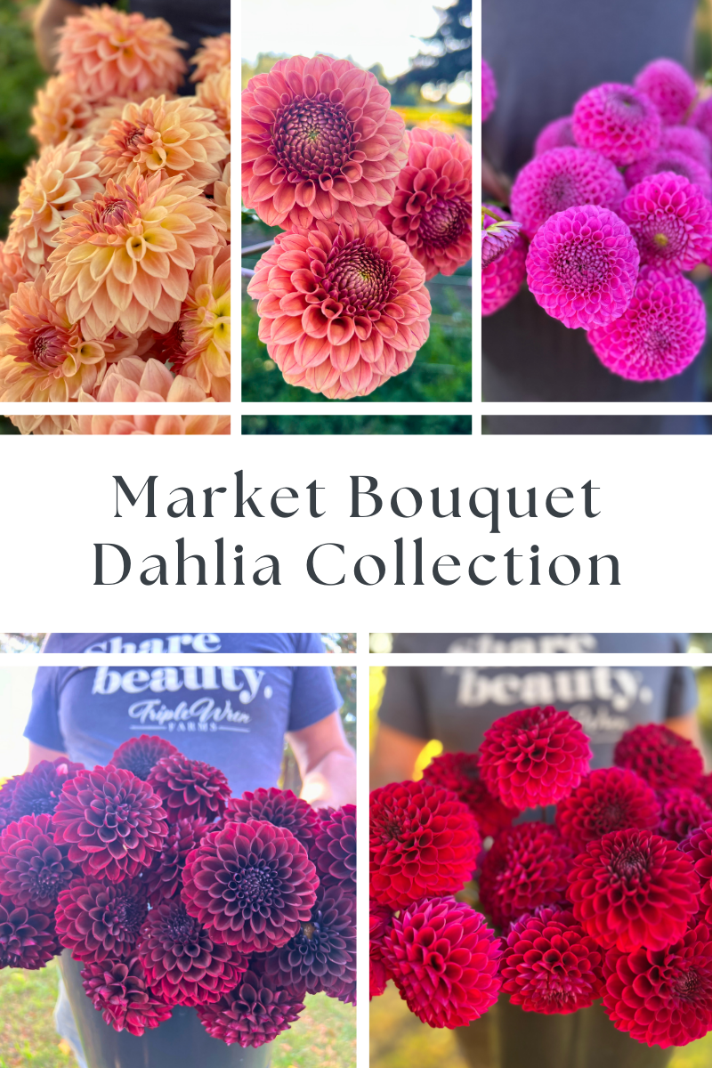 Dahlia Tuber Collection (Free Shipping May 2026!)