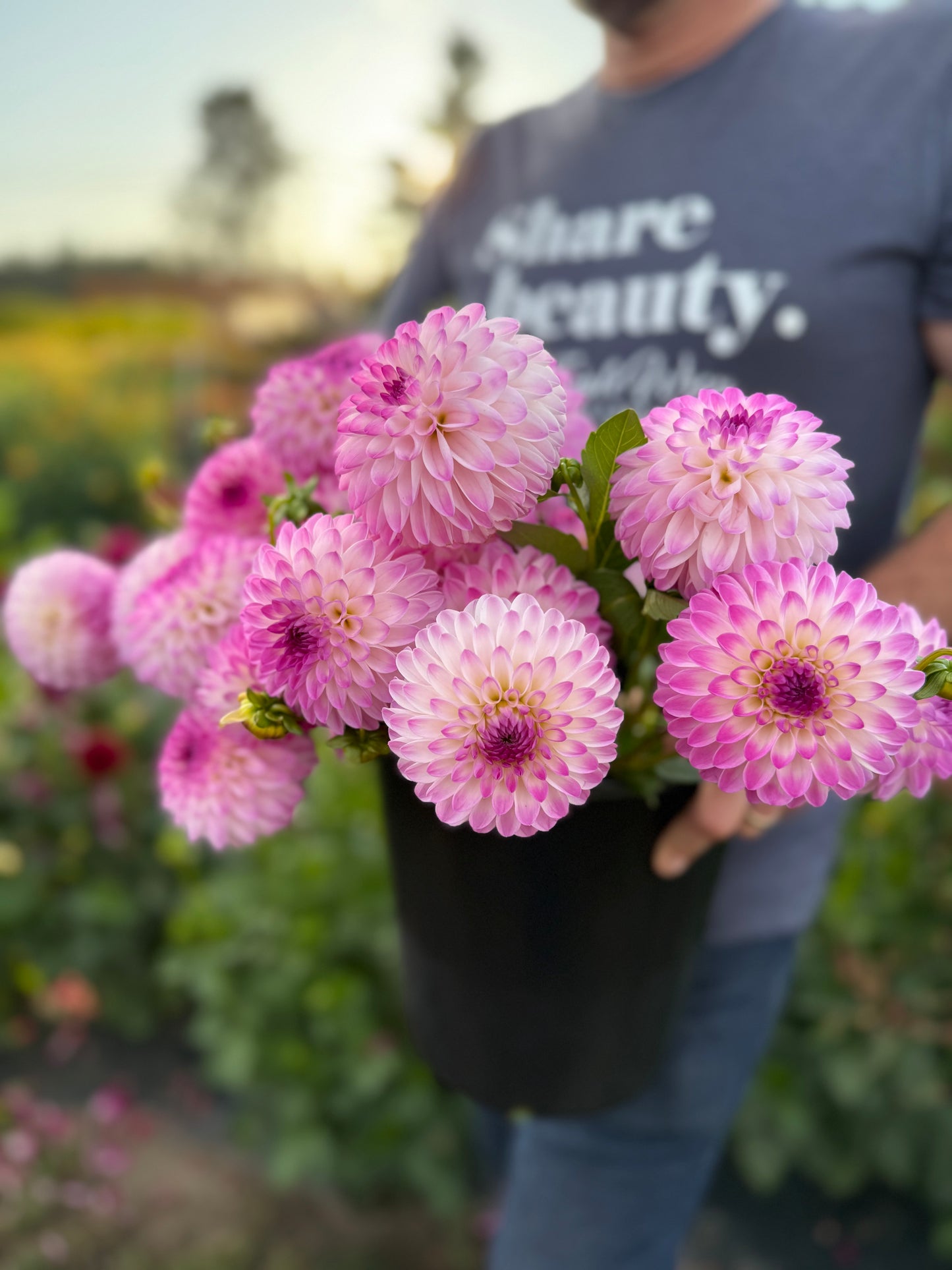 Martina Dahlia Tuber