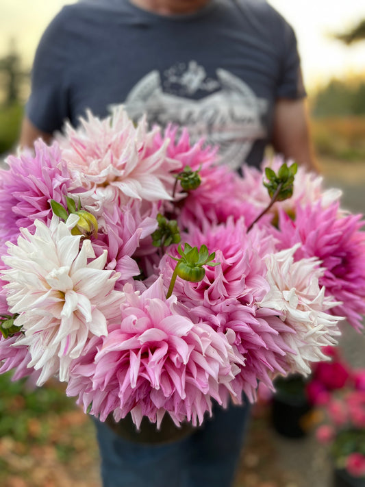 Mom's Special Dahlia