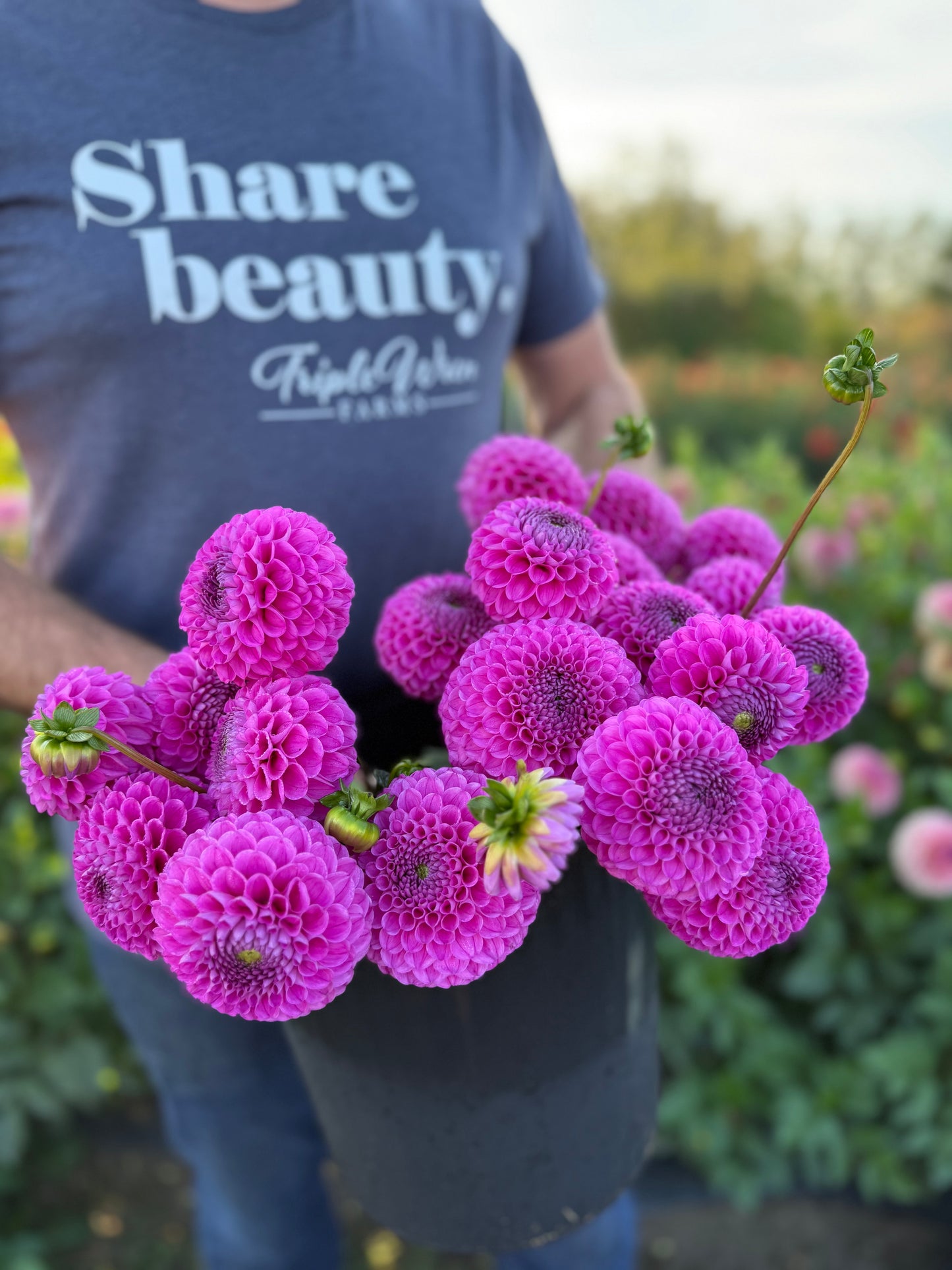 Ms Candy Dahlia Tuber