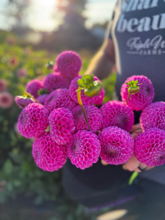 Ms Candy Dahlia Tuber