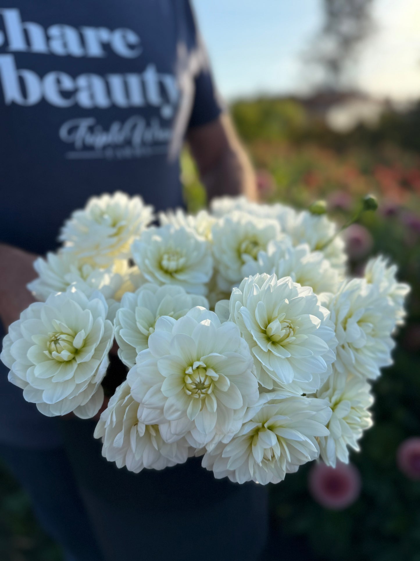 Ms Cherub Dahlia Tuber