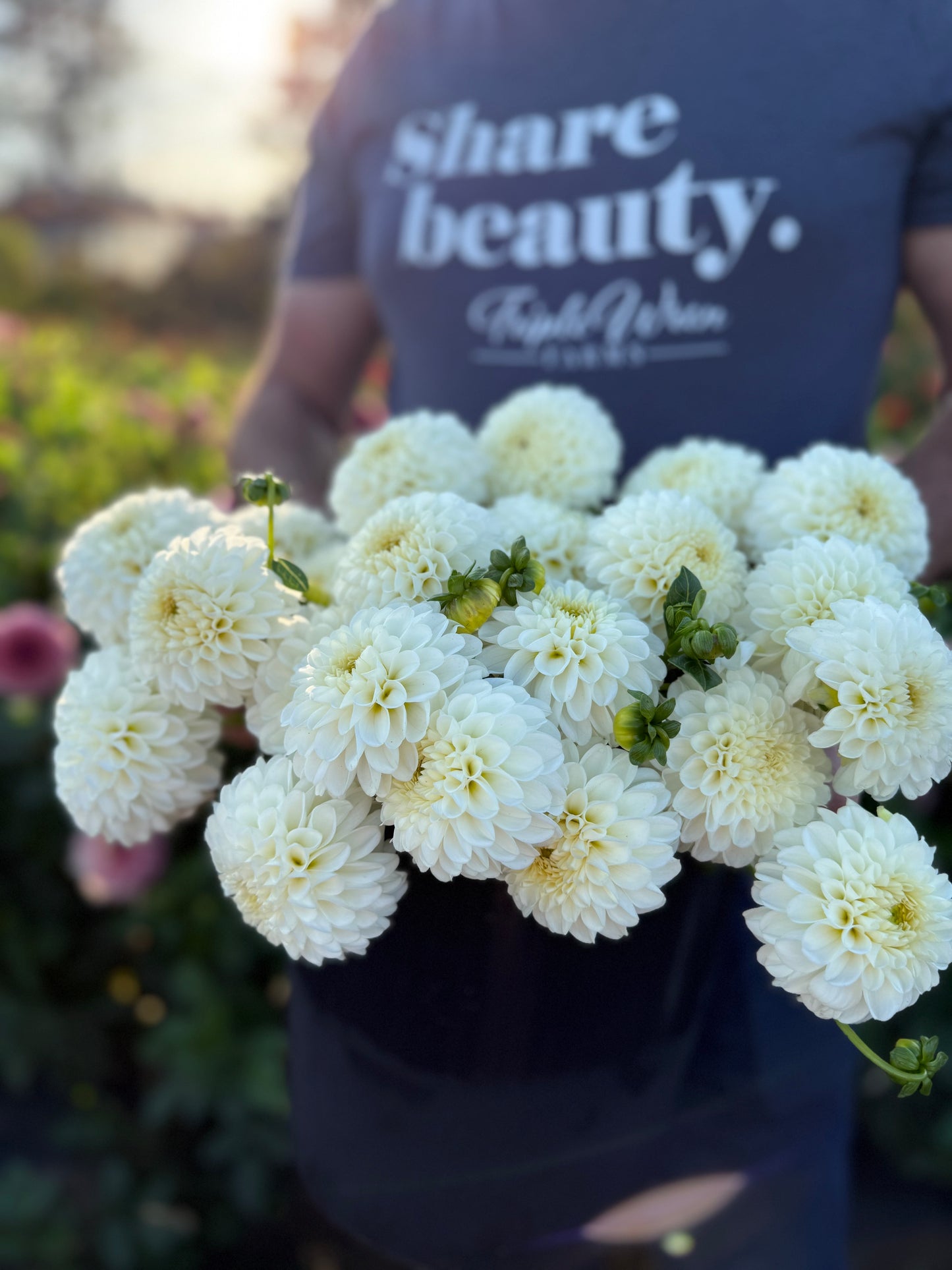 Ms Doris Dahlia Tuber