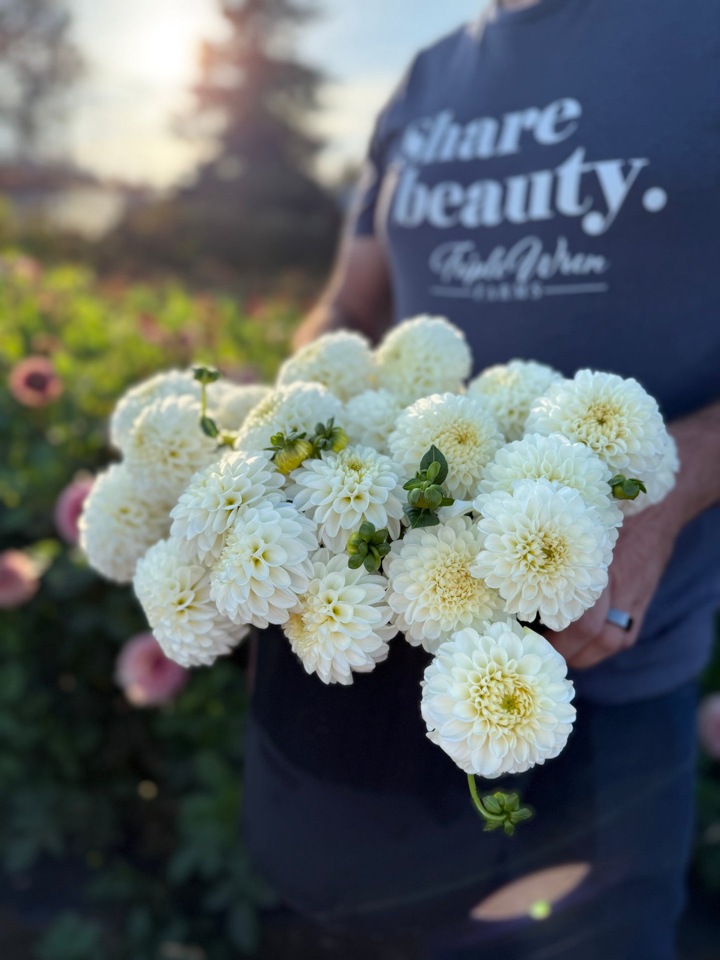 Ms Doris Dahlia Tuber