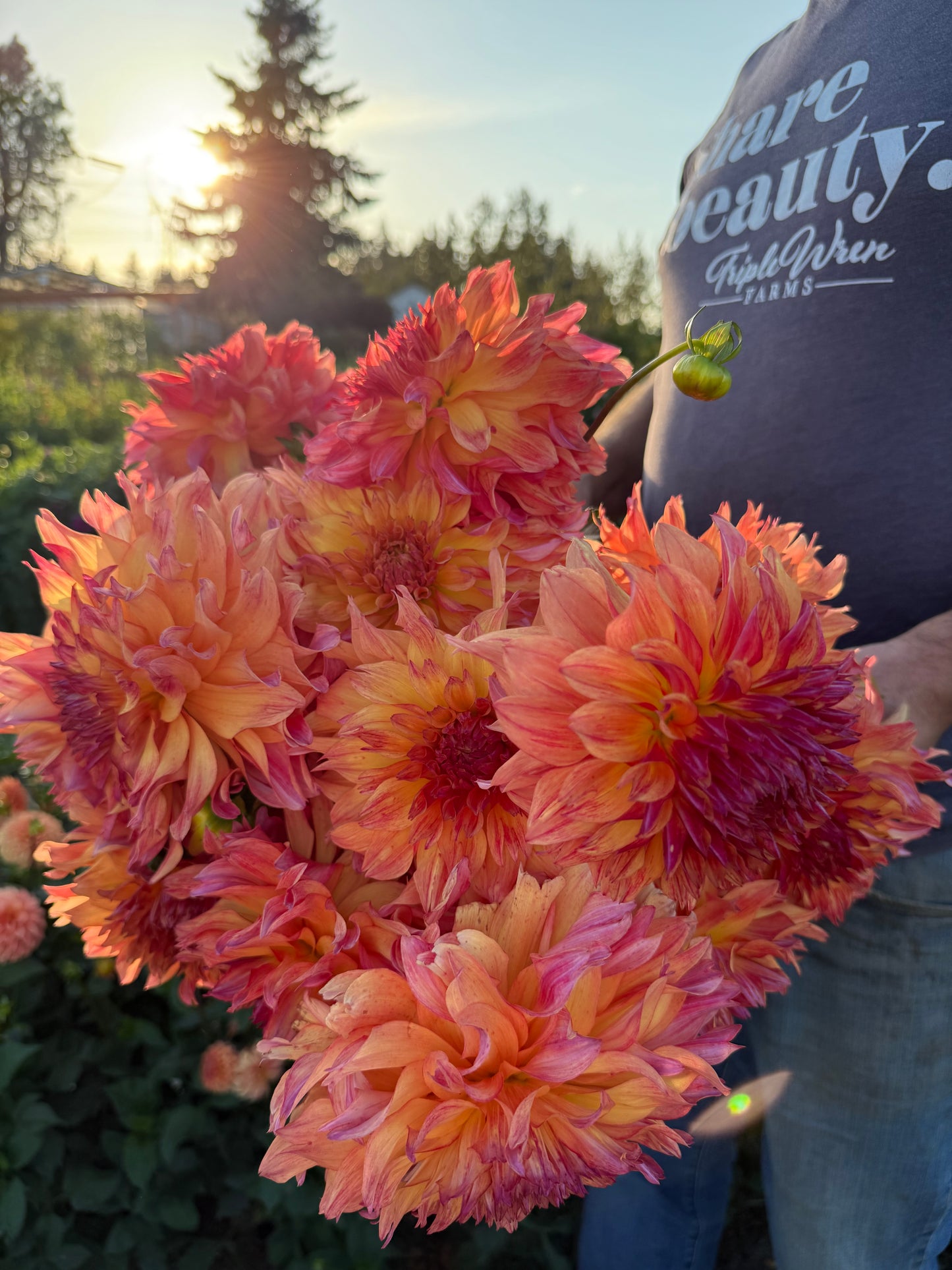 Ms Lisa Dahlia Tuber