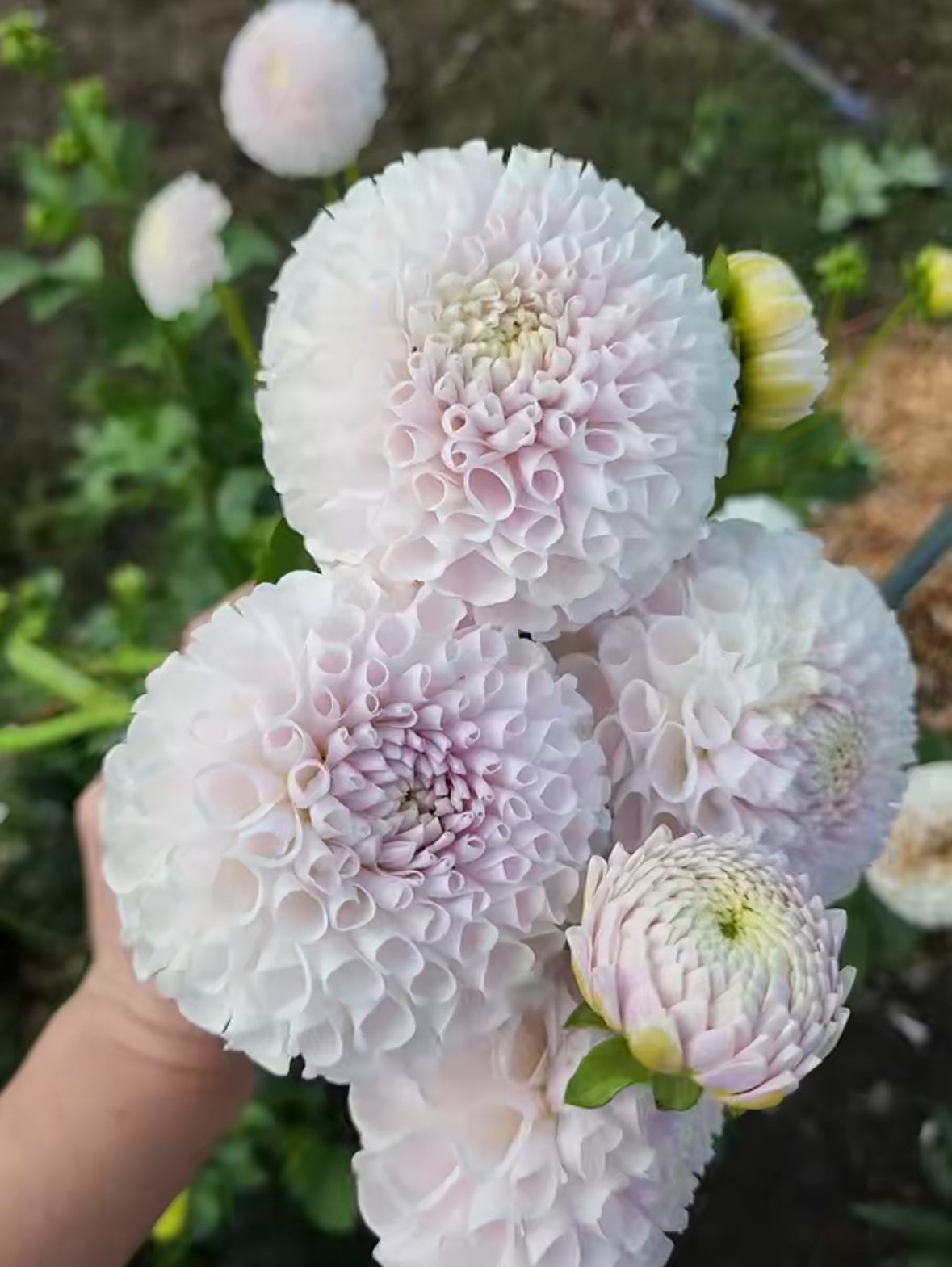 Ms Beth Dahlias