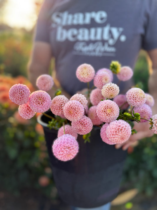Ms Buttons Dahlia
