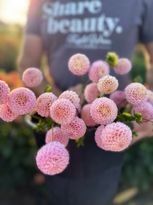 Ms Buttons Dahlias