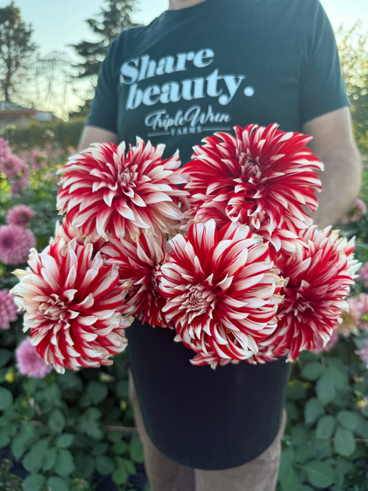 A person outdoors holding red and white dahlias in a garden wearing a dark green t-shirt that reads 'Share beauty. Triple Win Farms.
