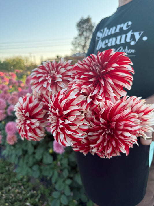 A close-up of a person holding a black pot filled with large, double-edged dahlias with red and white stripes, set against a blurred garden background with pink flowers and a person wearing a black t-shirt.