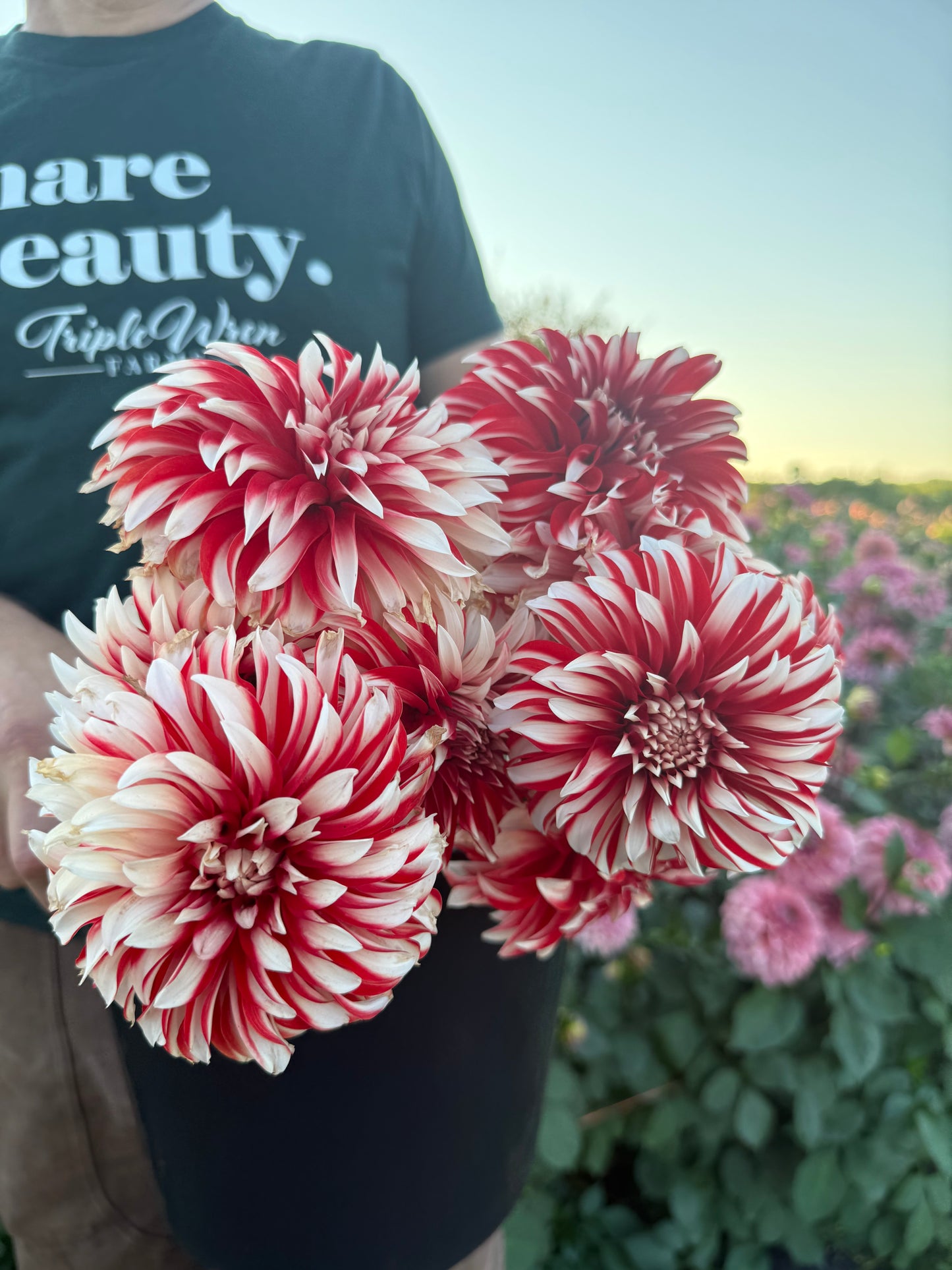 A person outdoors holding a black bucket filled with large dahlia flowers that are red and white variegated, with a field of pink flowers and a blue sky in the background.