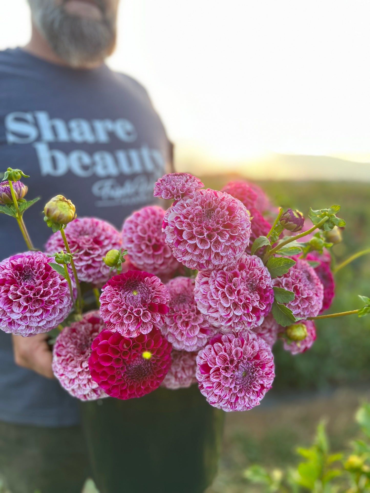 Buy Ms Zelda Dahlia Triple Wren Farms