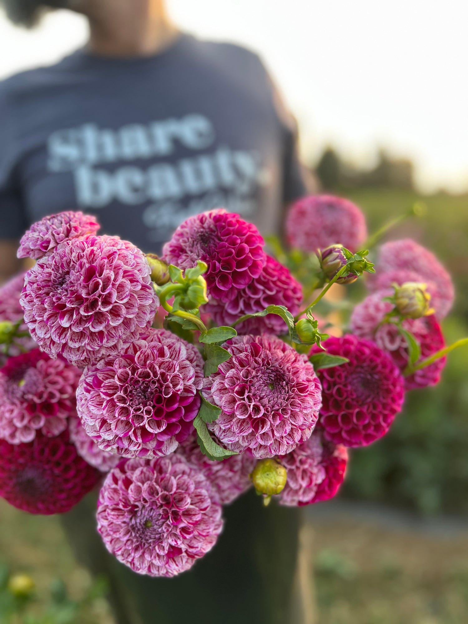 Buy Ms Zelda Dahlia Triple Wren Farms