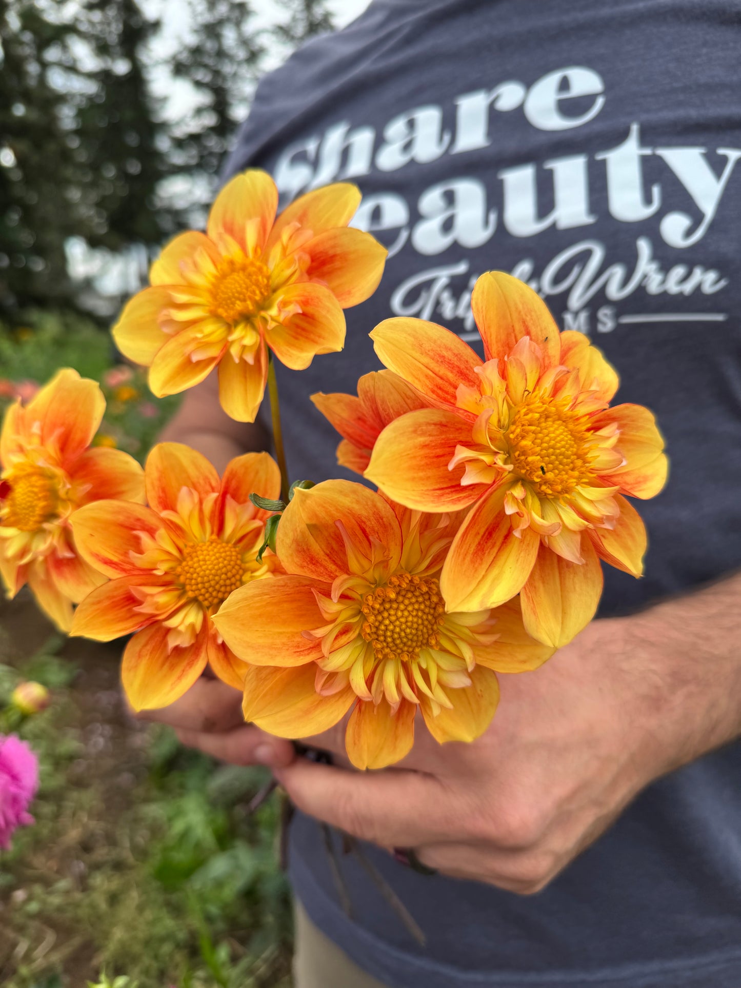 NTAC Solar Flare Dahlias