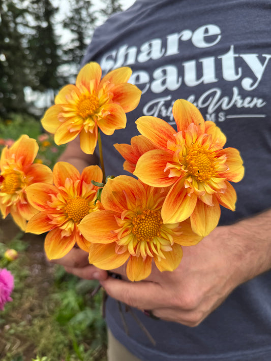 NTAC Solar Flare Dahlias