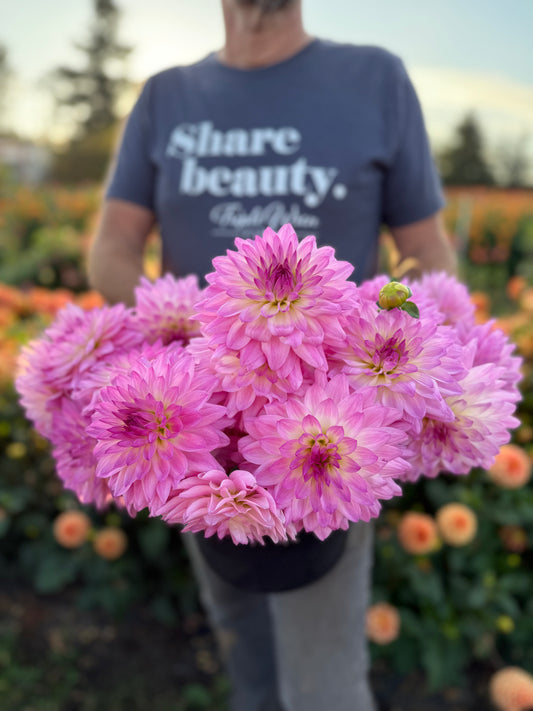 NY Arlene Dahlia Tuber