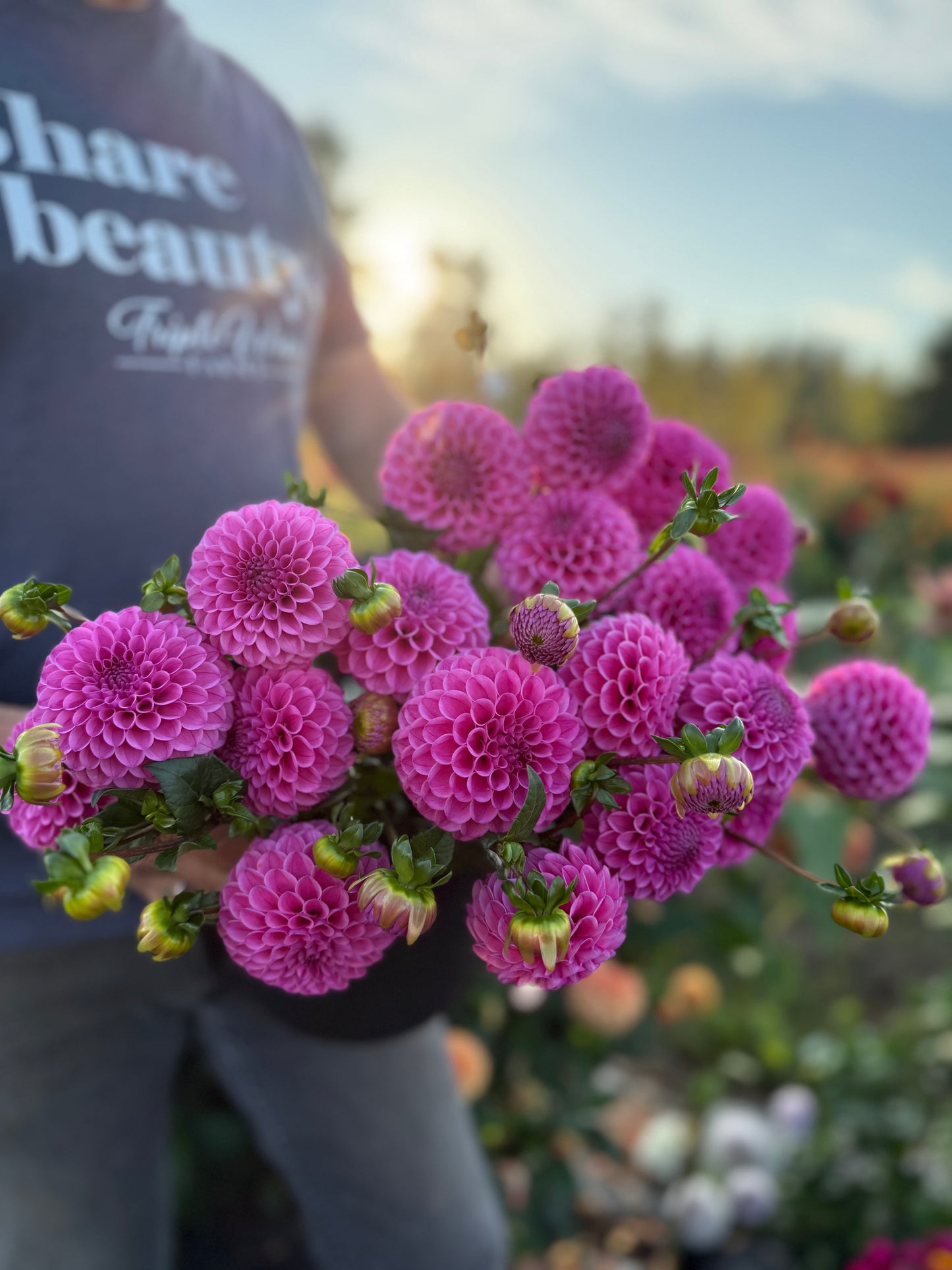 NY Carina Dahlia Tuber