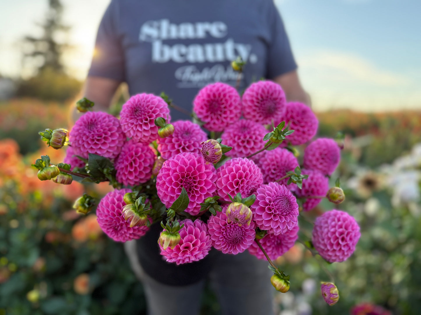 NY Carina Dahlia Tuber