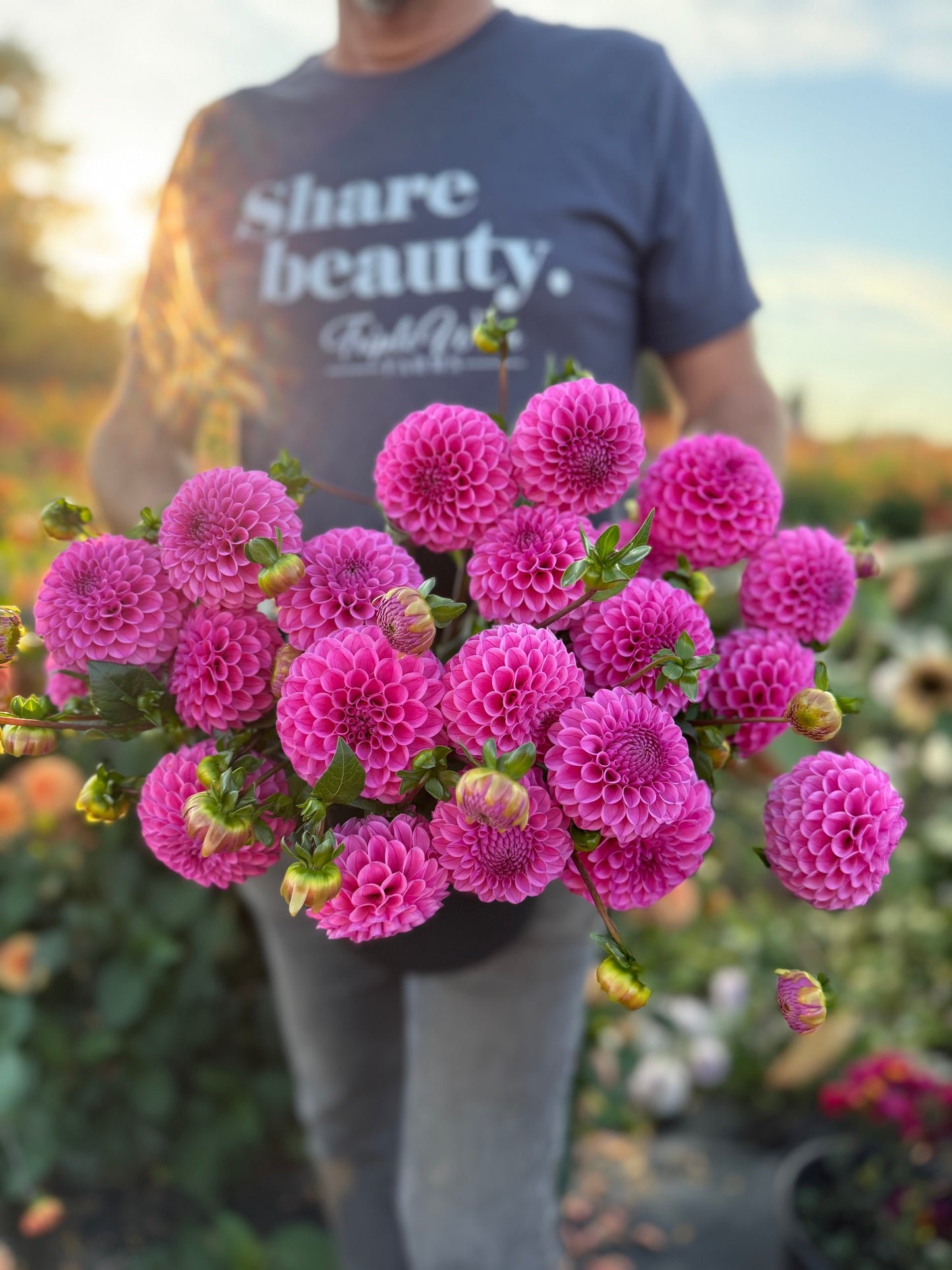NY Carina Dahlia Tuber