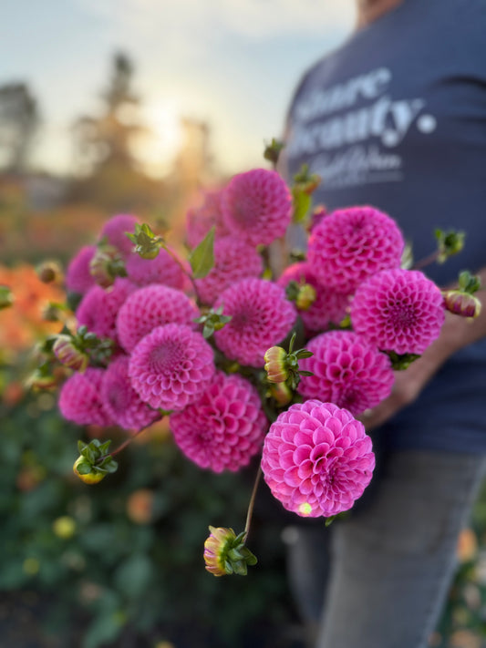 NY Carina Dahlia Tuber