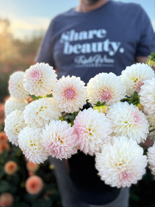 NY Lucia Dahlia Tuber