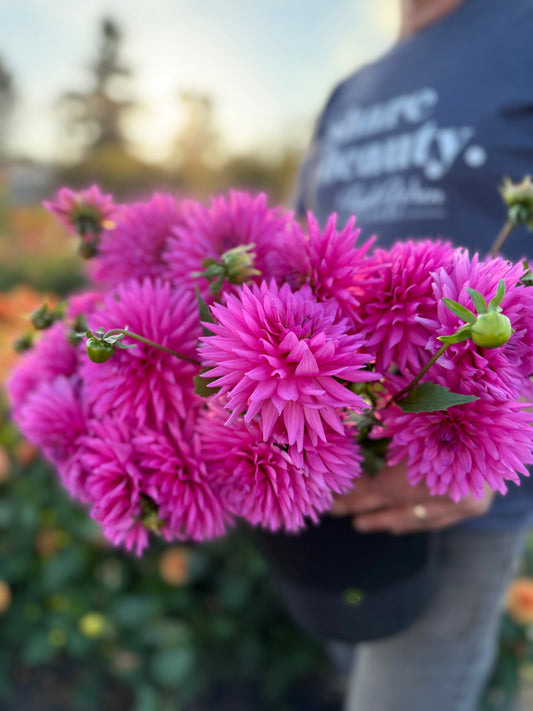 NY Nehem Dahlia Tuber