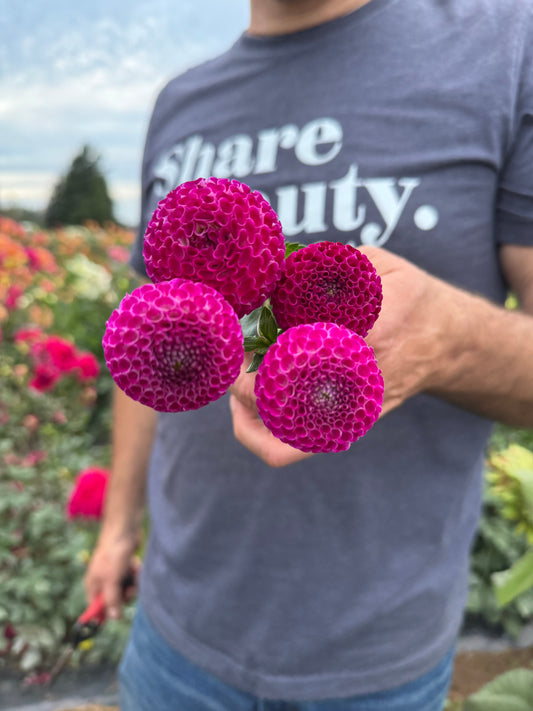 Nellie's Rose Dahlias from Triple Wren Farms