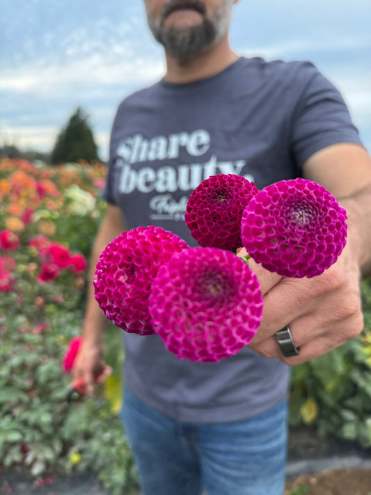 Nellie's Rose Dahlias