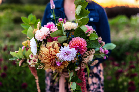 Novice Hybridizer Dahlia Application