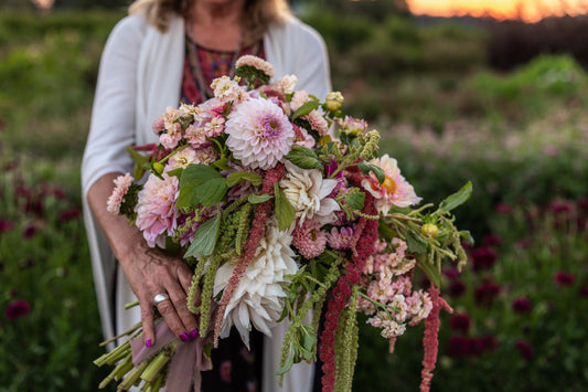Novice Hybridizer Dahlia Application