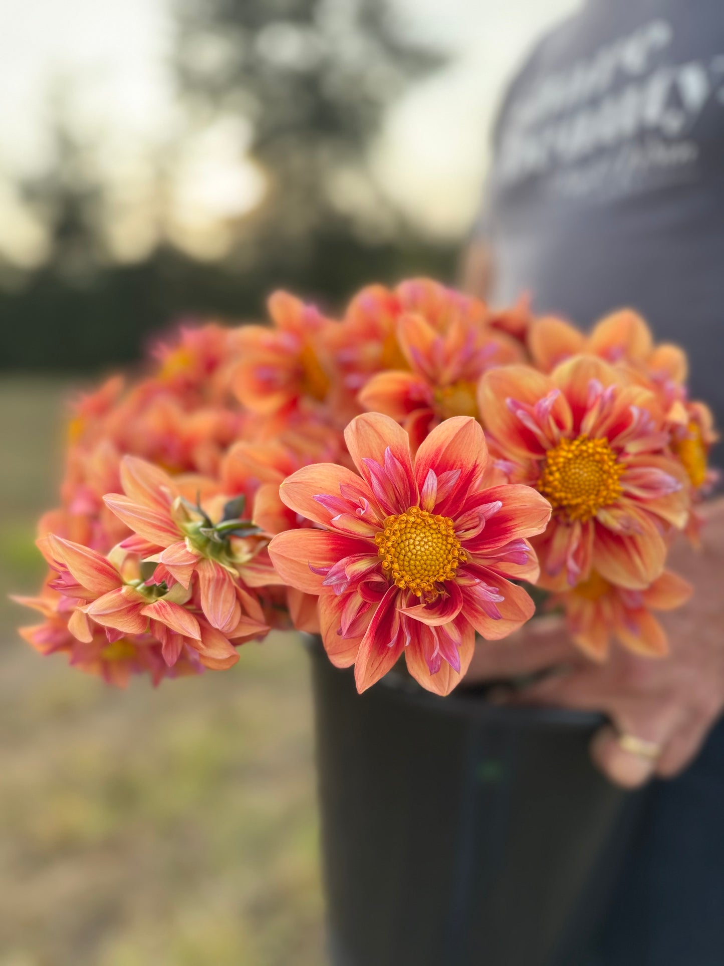 Orange Hype Dahlia Tuber
