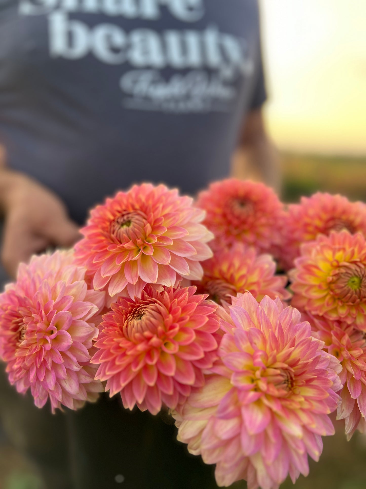 oreti adele dahlia coral from Triple Wren Farms