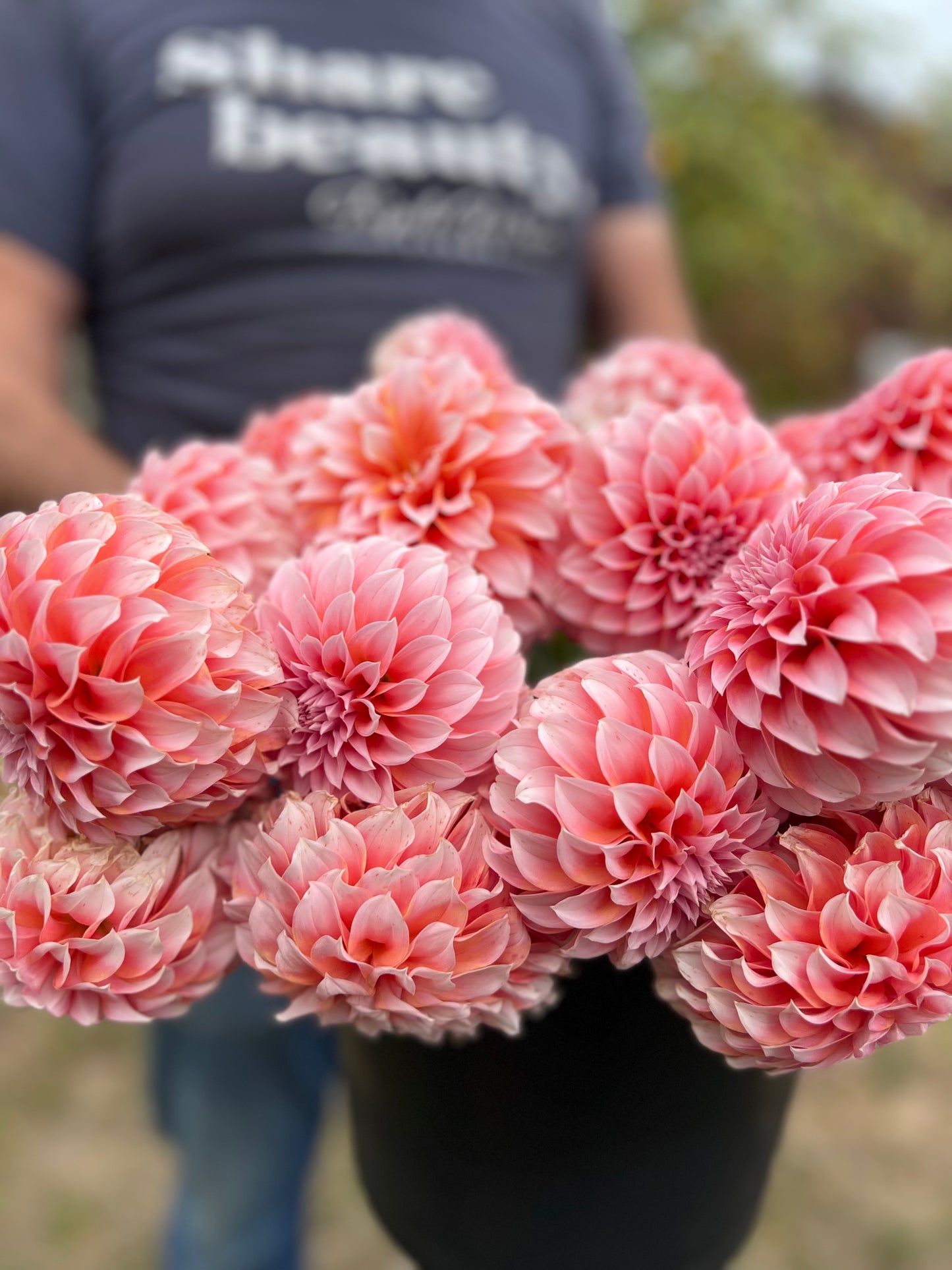 Peaches-n-Cream Dahlia Rooted Cuttings from Triple Wren Farms