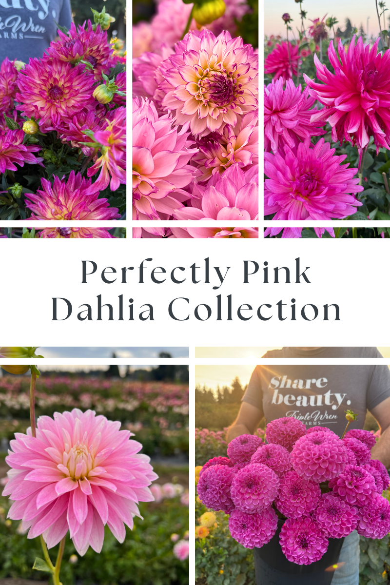 Dahlia Tuber Collection (Free Shipping May 2026!)