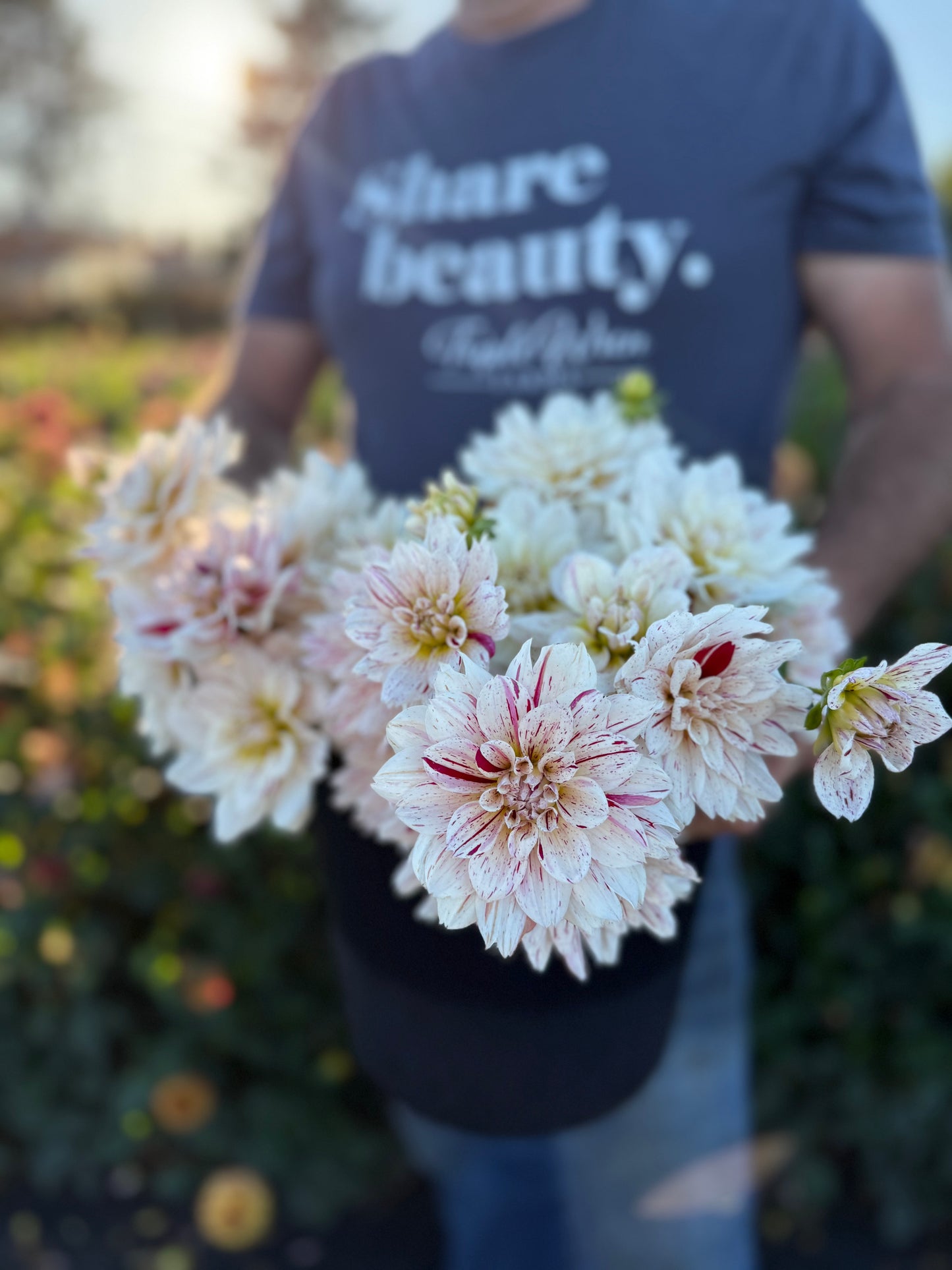 Picasso Dahlia Tuber