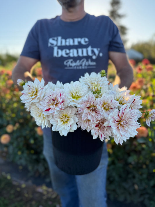 Picasso Dahlia Tuber