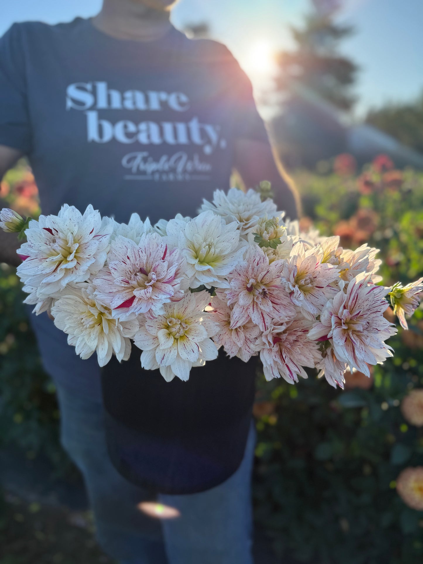 Picasso Dahlia Tuber