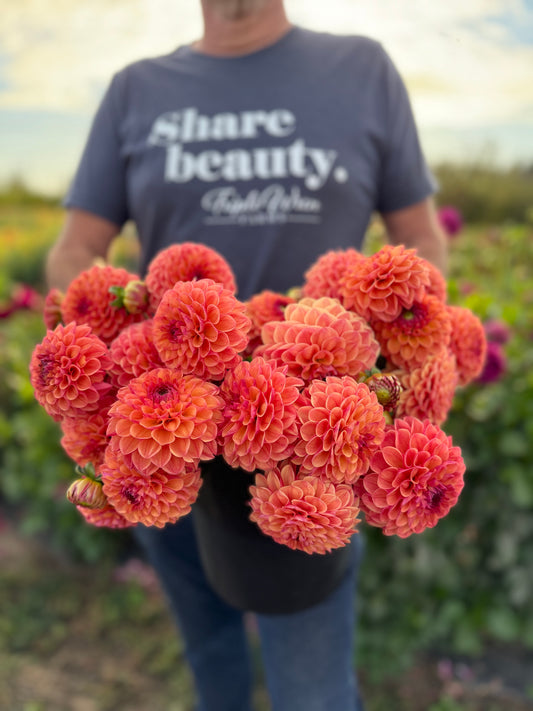 Robinhood Dahlia Tuber