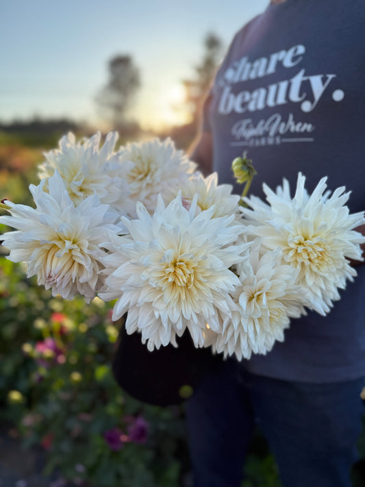 Roque Starburst Dahlia Tuber