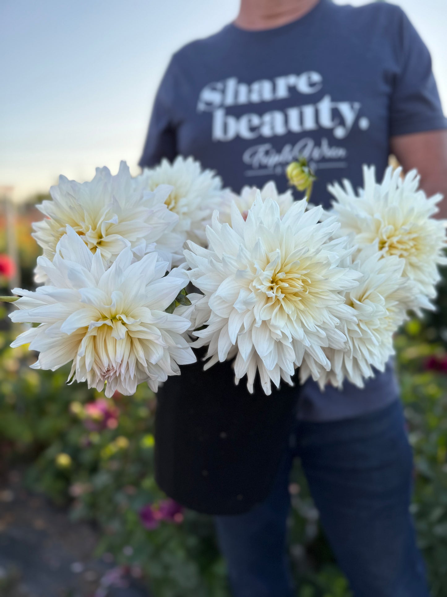 Roque Starburst Dahlia Tuber