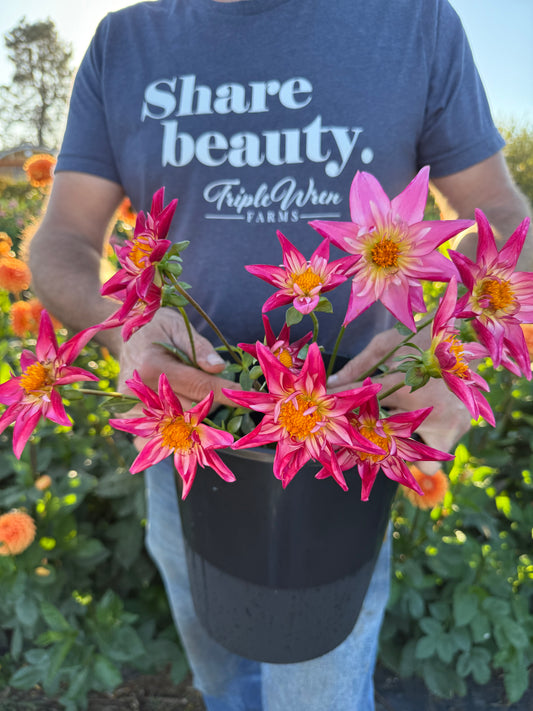 SB's Red Baron Dahlia Tuber