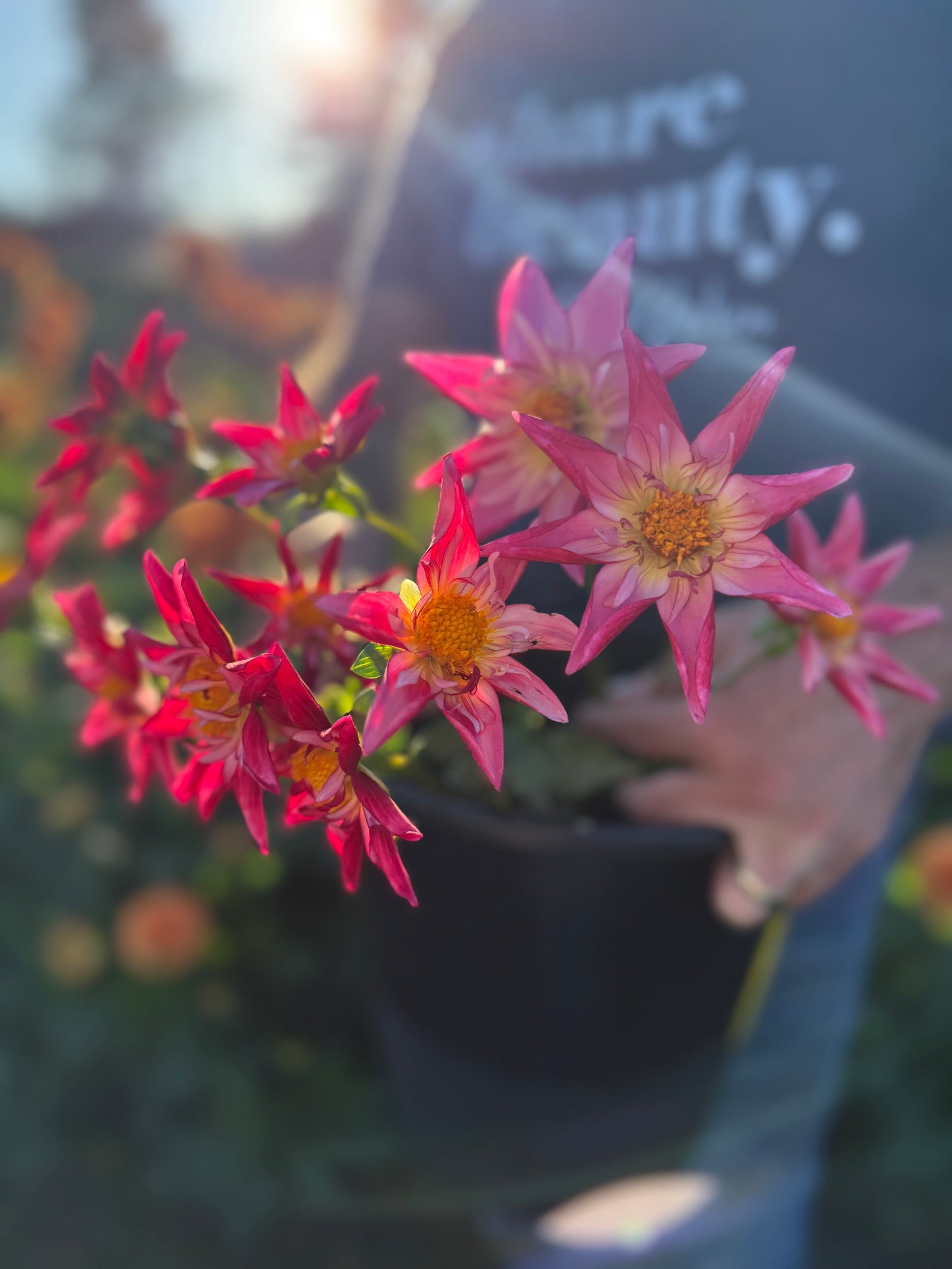 SB's Red Baron Dahlia Tuber