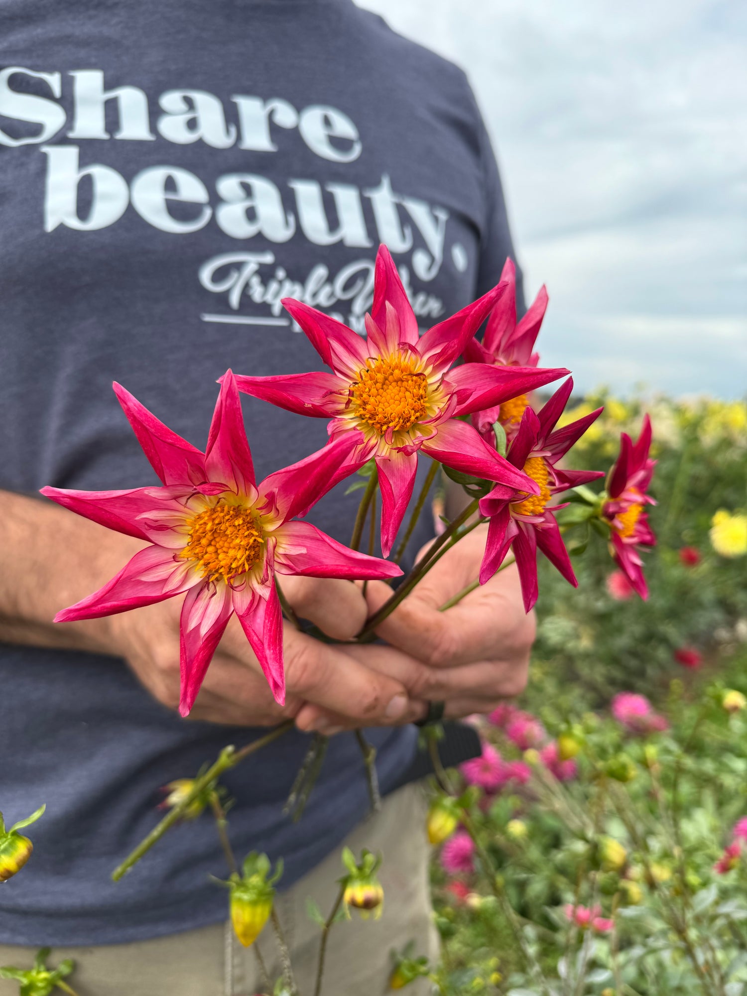 SB's Red Baron Dahlia Tubers