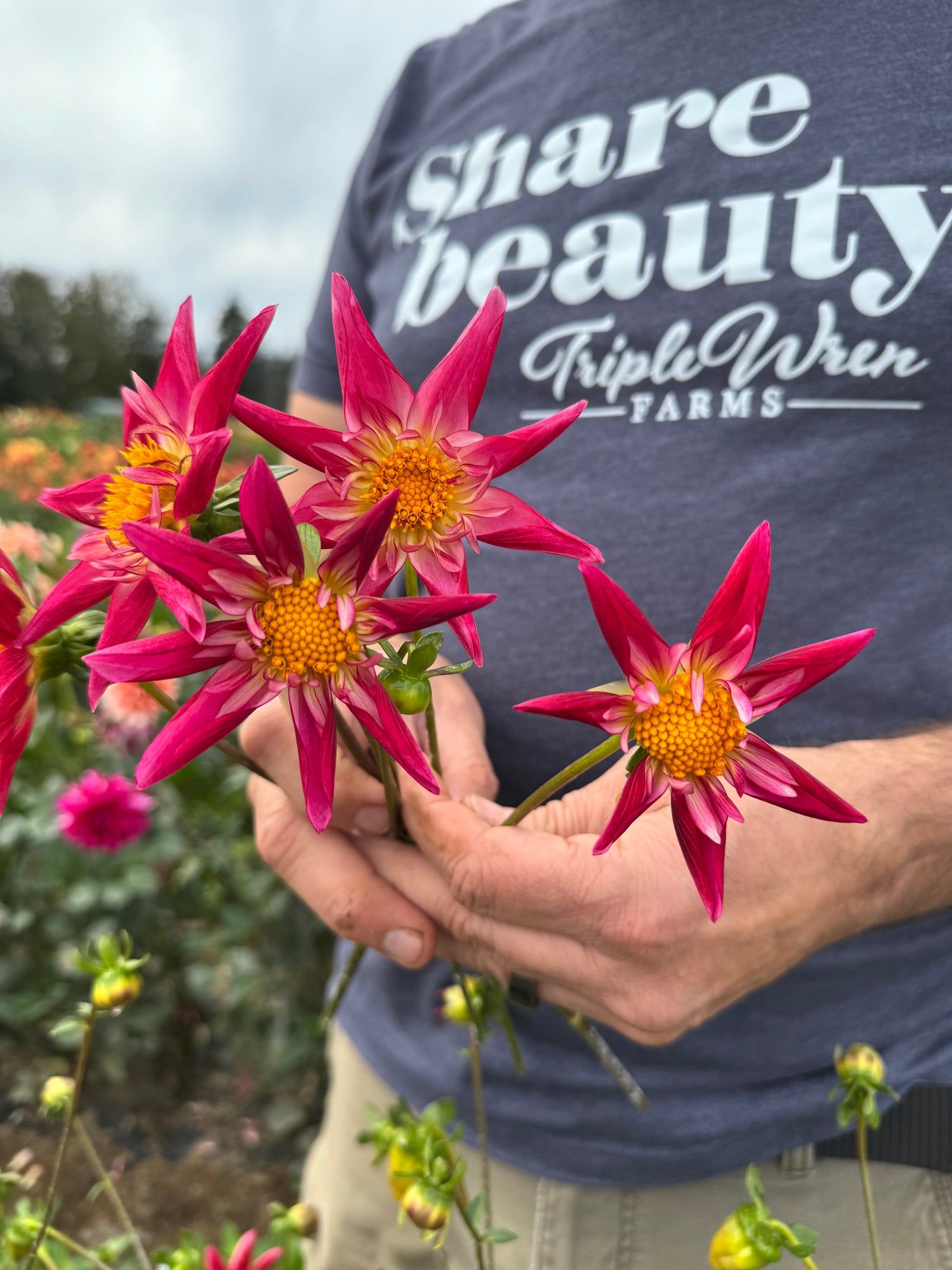 SB's Red Baron Dahlias