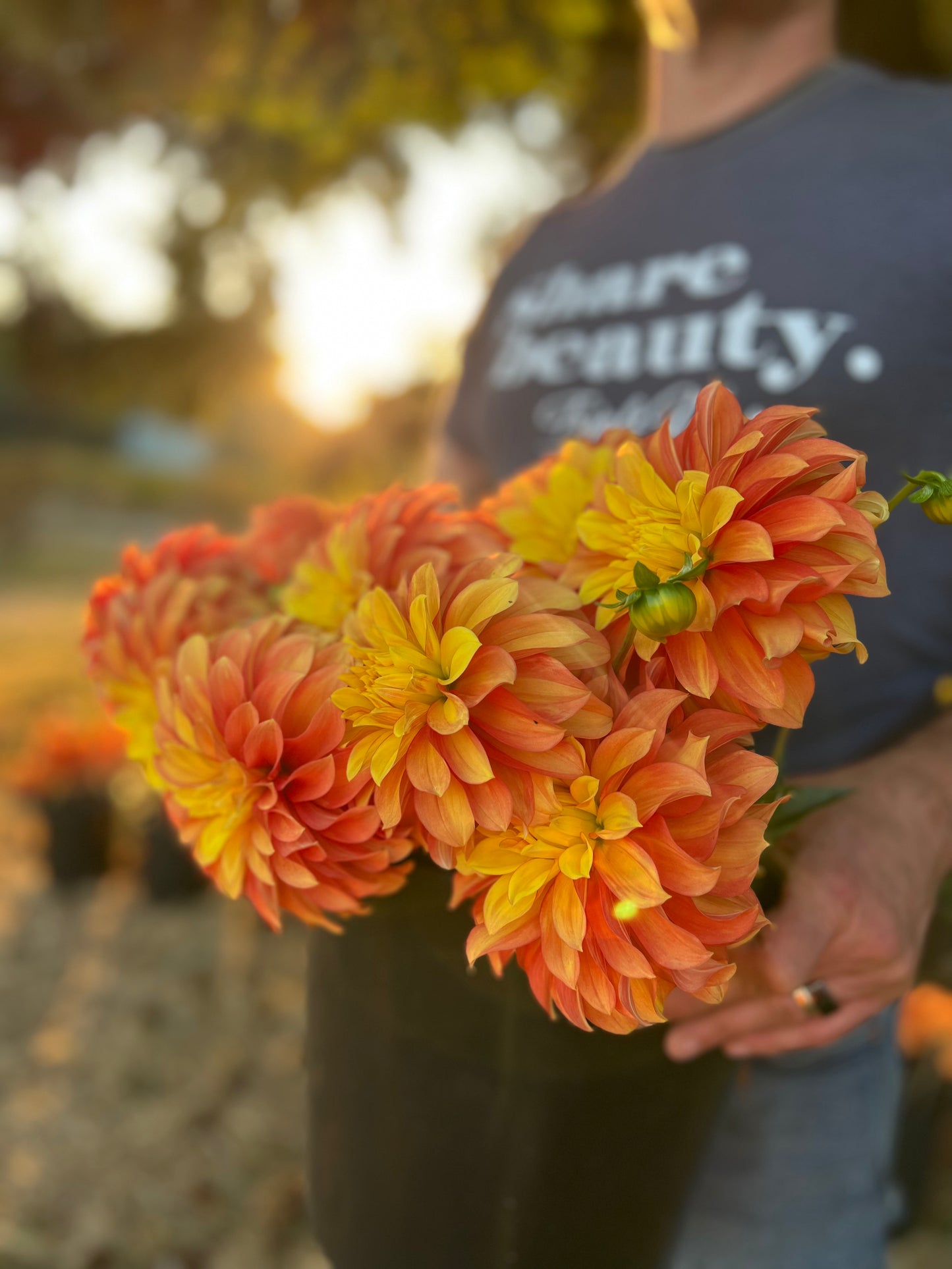 Salish Glory Be Dahlia Tuber