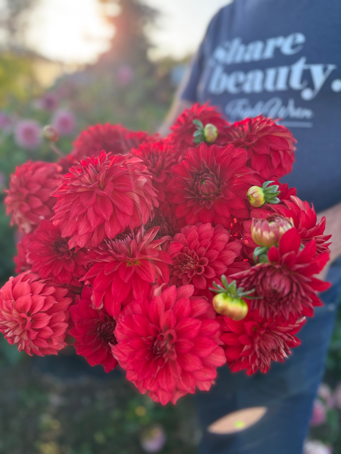 Salish River Sundown Dahlia Tuber