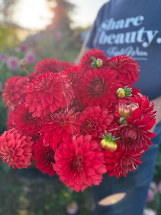 Salish River Sundown Dahlia Tuber