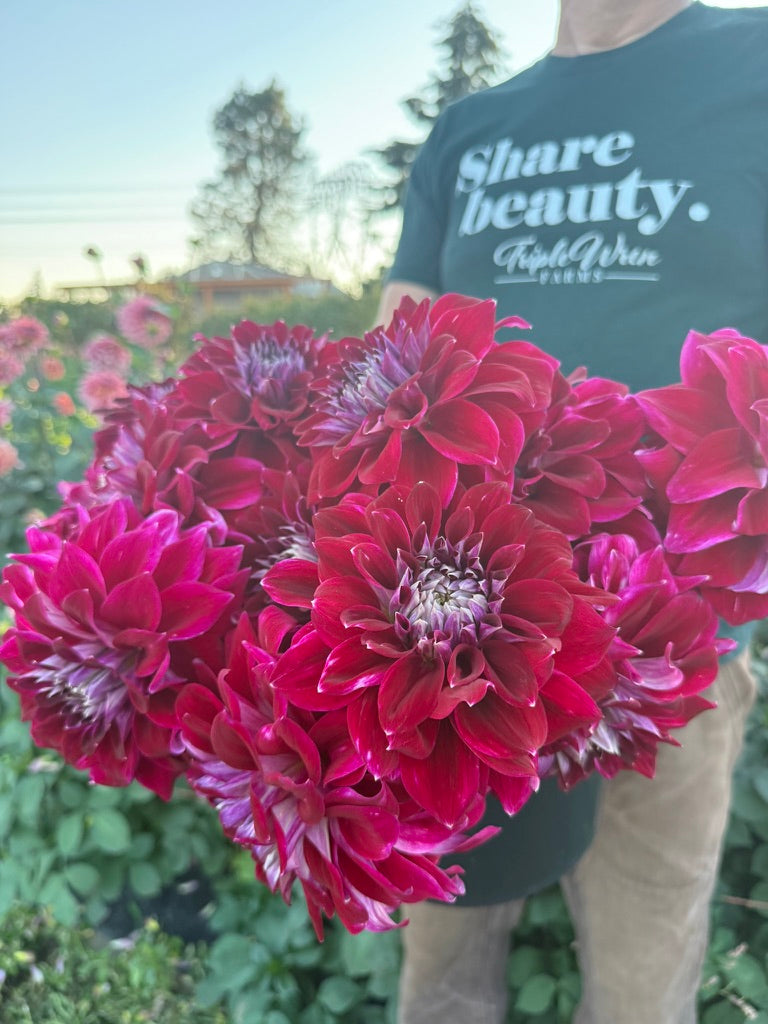 A person in a garden holding a large bouquet of vibrant magenta-pink dahlia flowers. The person is wearing a dark green t-shirt with the text 'Share beauty.